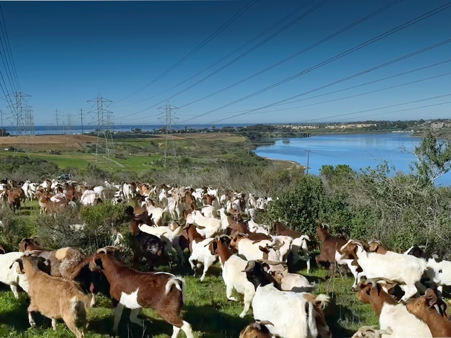 a field of cows